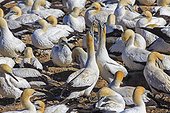 Colony of Cape Gannets in Lambert's Bay South africa ; This colony was decimated in the past by fur seals who came to feed on eggs and chicks. This is now monitored by wardens who keep away seals that try to get closer.