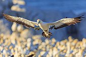 Cape Gannet landing Colony in Lambert's Bay South africa ; This colony was decimated in the past by fur seals who came to feed on eggs and chicks. This is now monitored by wardens who keep away seals that try to get closer.
