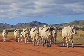 Brahman cows on a laterite track Namibia