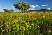 Poppies and Oak Forest Extremadura Spain ; Dehesa