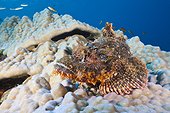 Tassled Scorpionfish on coral reef Felidhu Atoll Maldives