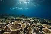 Reef of Table Corals Felidhu Atoll Maldives