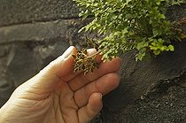 Wall-Rue on a wall in Amsterdam the summer 