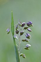 Quaking Grass Jydelejet Denmark in June