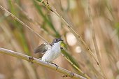 Pied Flycatcher on a stalk of bamboo France 