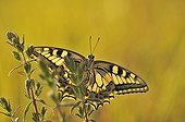 Swallowtail at daybreak on a red bartsias France