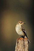 European Pied Flycatcher on a pole in a field 