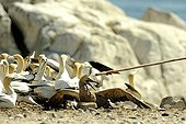 Colony of Cape Gannets in South Africa  ; Capture of a young Cape Gannet by guards reserve the colony. It is covered with guano and will be cleaned before being replaced in the colony 