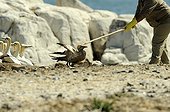 Capture of a young Cape Gannet in South Africa  ; Capture of a young Cape Gannet by guards reserve the colony. It is covered with guano and will be cleaned before being replaced in the colony 