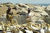 Young Cape Gannet captured to be cleaned South Africa ; Capture of a young Cape Gannet by guards reserve the colony. It is covered with guano and will be cleaned before being replaced in the colony 
