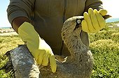 Cape Gannet captured young to be cleaned South Africa  ; Capture of a young Cape Gannet by guards reserve the colony. It is covered with guano and will be cleaned before being replaced in the colony 