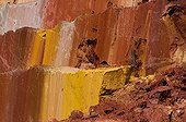 Laterite oxidized rainforest in French Guiana 