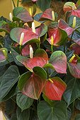 Anthurium ; ANTHURIUM 'RIJN 200336' BABY