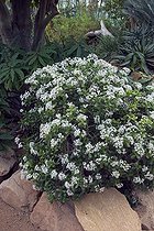 Plante jade ; CRASSULA OVATA