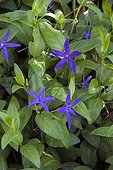 Intermediate Periwinkle ; VINCA DIFFORMIS