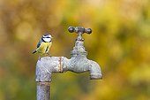 Blue tit perched on a water tap GB