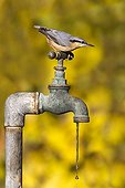 Nuthatch perched on a water tap GB