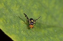 Cherry Fruit Fly in Denmark in June