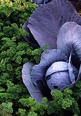 Red cabbage and curled parsley in a kitchen garden
