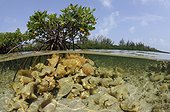 Dead Queen conch shells in mangroves Bahamas ; harvested by local fishermen, stacked in front of buttress-like root system