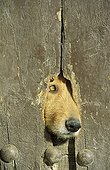 Chien regardant par le trou d'une porte de ferme Andalousie