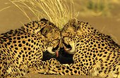 Cheetahs grooming face to face Namibia