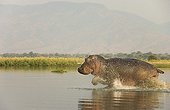 Male hippopotamus running in the Zambezi Zambia