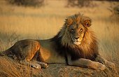 Male lion resting Namibia Okonjima Lodge ; AfriCat Foundation