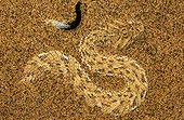 Sidewinder snake  on sand Namib Desert Namibie