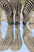 Burchell's Zebras drinking after rain Etosha Namibia