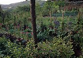 Flowered kitchen garden in summer