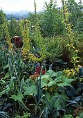 Kitchen garden in summer