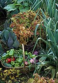 Harvest of peppers in a kitchen garden in autumn