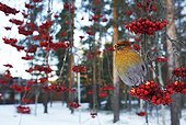 Pine Grosbeak female feeding on Rowan tree berries Finland