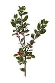 Variagated holly in studio