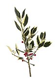 Variagated holly 'Belgica Aurea' in studio