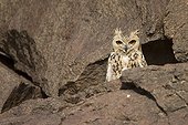 Pharaoh Eagle-owlon rocks Morocco Sahara 