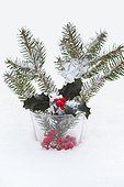 Holly and spruce branche in the snow