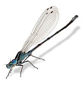 Azure Damselfly on white background
