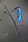 Kingfisher on Thistle Worcestershire UK