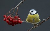Blue Tit on a branch and berries Utö Finland
