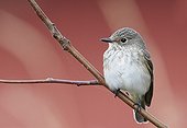 Spotted Flycatcher on a branch Utö Finland