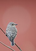 Spotted Flycatcher on a branch Utö Finland