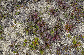 Tundra vegetation in summer Denali NP Alaska USA