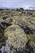 Lichens in the tundra in summer Denali NP Alaska USA