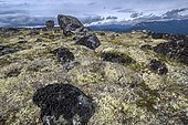 Lichens in the tundra in summer Denali NP Alaska USA