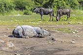 Black rhino snoozing near Wildebeests Namibia 