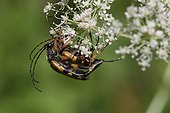 Long-horned Beetle mating on a flower France 