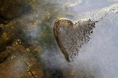 Coeur formé par le niveau de l'eau sur une pierre en rivière