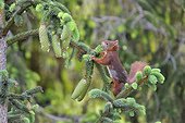 Red squirrel cutting a Spruce branch in a garden France